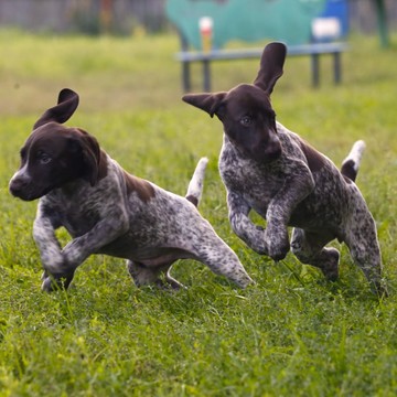 ПИТОМНИК ДРАТХААРОВ И КУРЦХААРОВ &quot;HUNTING-DOG&quot; фото 3