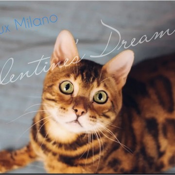 Питомник VALENTINE&#039;S DREAM фото 1