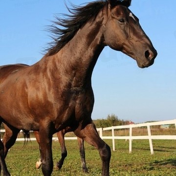 Конно-спортивный клуб &quot;Конный Петергоф&quot; фото 2