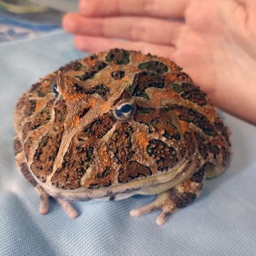 Ветеринарный центр Любимчик в Бибирево фото 2