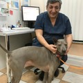 Фотография специалиста Григорян Сисак Давидович