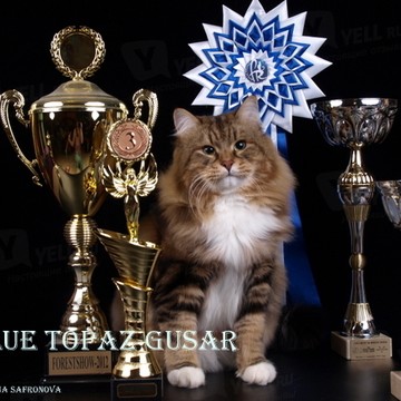 Питомник сибирских кошек Голубой Топаз - Blue Topaz фото 2