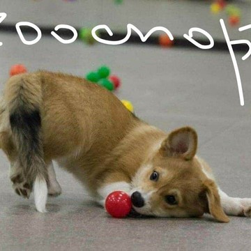 Многофункциональный кинологический центр ZOOsport фото 3