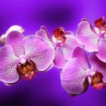Клиника медицинской косметологии Орхидея фото 1