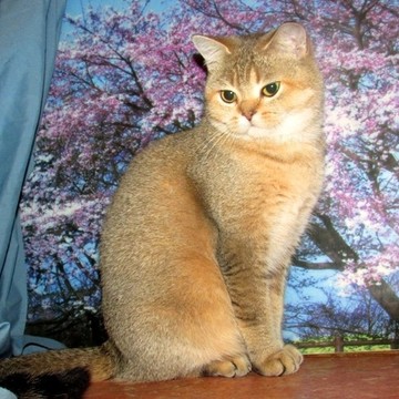 IngLand Ersh питомник шотландских кошек золотых окрасов фото 3