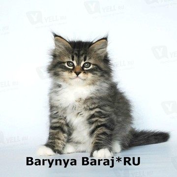 Питомник сибирских и невских маскарадных кошек Baraj фото 3