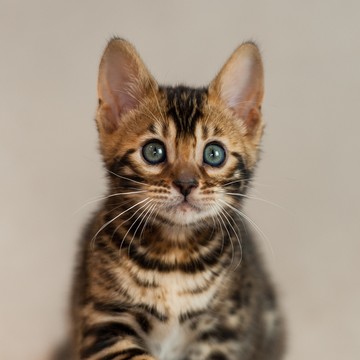 Питомник бенгальских кошек Farida Star фото 2