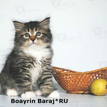 Питомник сибирских и невских маскарадных кошек Baraj фото 1