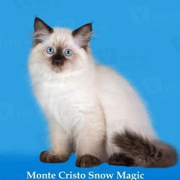 Питомник невских маскарадных кошек Снежная Магия фото 1