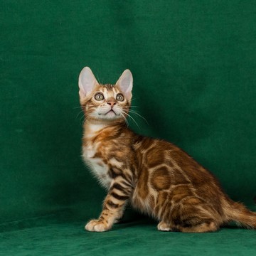 Питомник Бенгальских кошек Farida Star фото 2