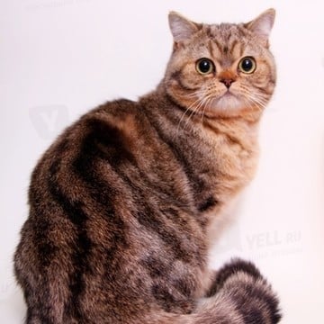 Питомник шотландских кошек &quot;Ru-Star Fold&quot; фото 2