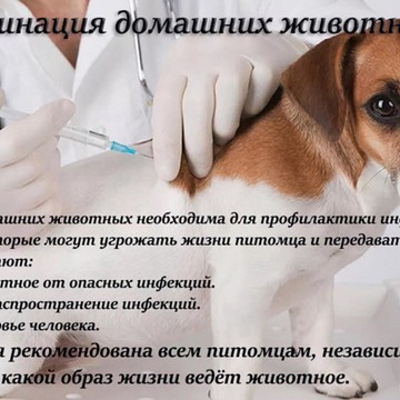 Ветеринарный центр Балу на улице 25 лет Октября фото 3