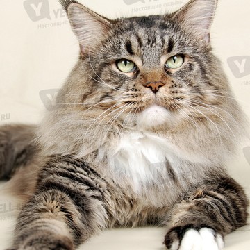 StarWay - питомник кошек породы мейн кун. фото 1