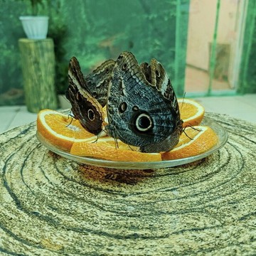 Зоопарк рептилий Другой мир фото 1