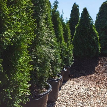 Садовый центр Chelsea Garden фото 1