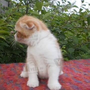 Питомник шотландских кошек DUKES PRIDE фото 1