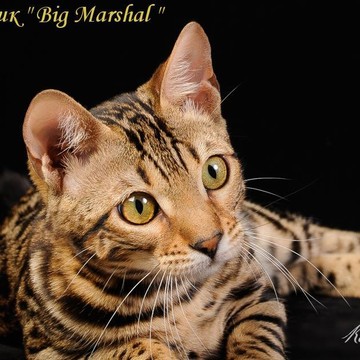 Питомник бенгальских кошек Big Marshal на Производственной улице фото 3