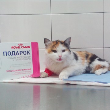 Ветеринарная клиника Айболит на Рашпилевской улице фото 1
