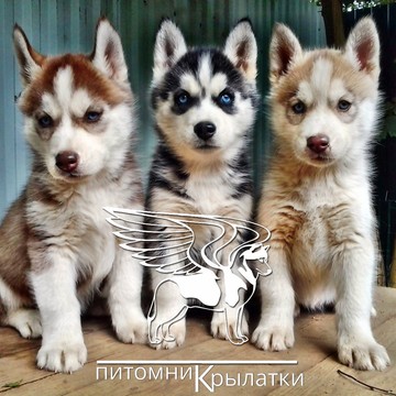 Питомник Хаски - Крылатки фото 1