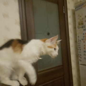 Учёные доказали фото 2