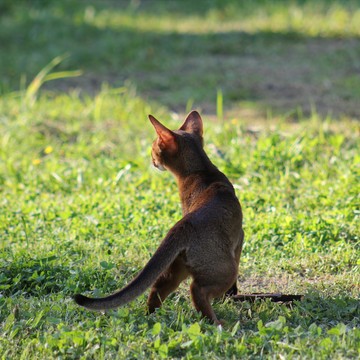 Safari Style фото 2