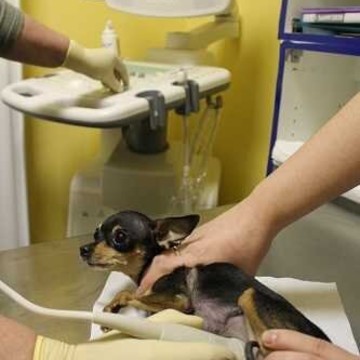 Ветеринарный центр ГорВетЗдрав на Пролетарской улице фото 1