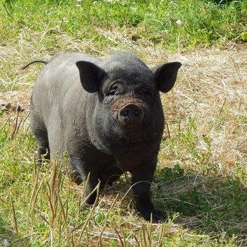 Конно-спортивный клуб &quot;Конный Петергоф&quot; фото 1
