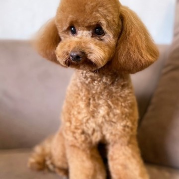 Зоосалон Senya groom фото 2