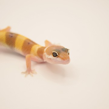 Зоомагазин ExoLife фото 2