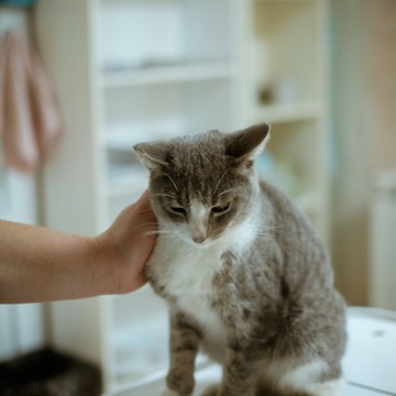 Ветеринарная клиника Живаго на проспекте Королева фото 1
