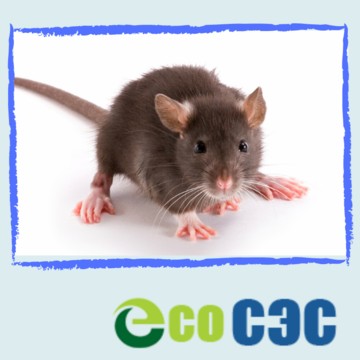 Эко СЭС Альметьевск фото 1