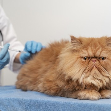 Ветеринарный центр Белый Бим на метро Новочеркасская фото 2