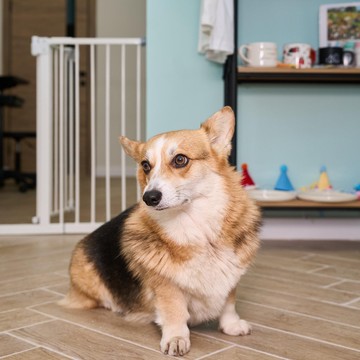 Студия груминга Вуки фото 3