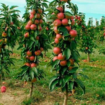 Компания Оазис-групп на улице Буденного фото 2
