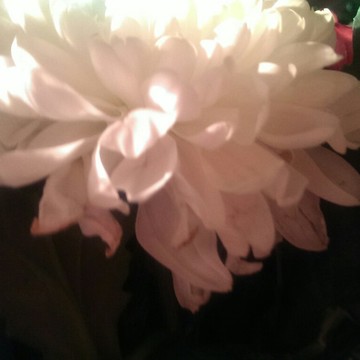 FloraHimki фото 2