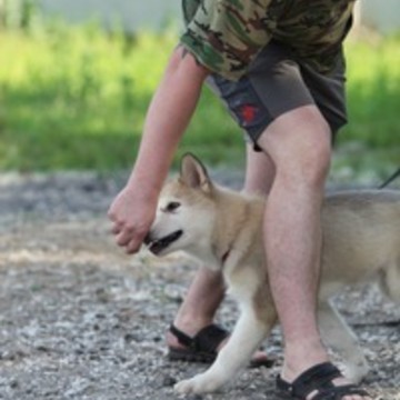 Дрессировка собак. Зоотакси Pitbull фото 1