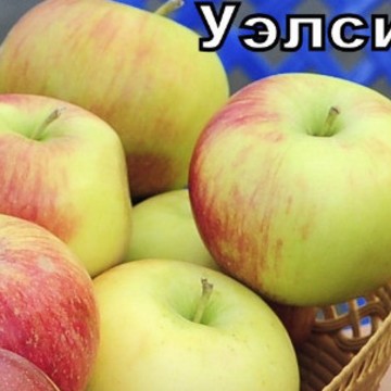 Питомник хороших растений Nice Plant фото 1