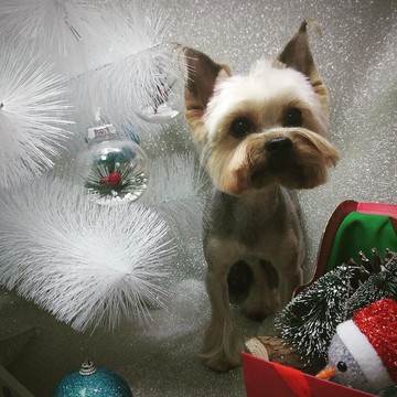 Зоосалон Эверест на Советской улице в Балашихе фото 3