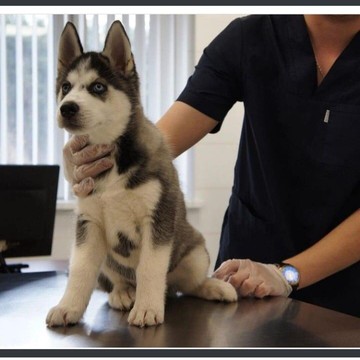 Ветеринарный центр Любимчик в Бибирево фото 3