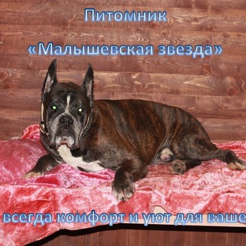 Питомник &quot;Малышевская звезда&quot; фото 1