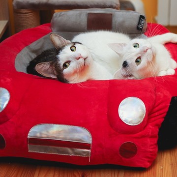 Котокафе Котя Мотя фото 3
