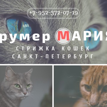 Стрижка кошек фото 1