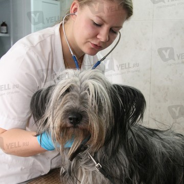 Ветеринарная клиника АСВЕТ на улице Маршала Жукова фото 2
