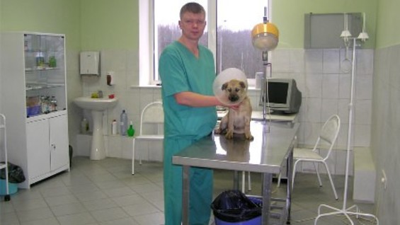 Ветеринарная клиника куйбышев