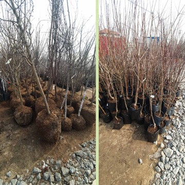 Питомник хороших растений Nice Plant фото 3