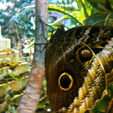 Сад бабочек Миндо фото 1