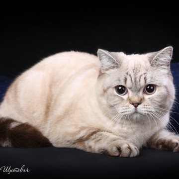 Питомник британских кошек BRIT-FIORD фото 1