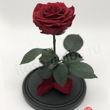 Компания Rose Colba фото 1