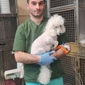 Фотография специалиста Асоян Альберт Хачикович