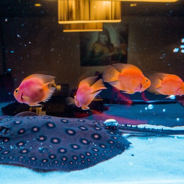 Обслуживание аквариумов &quot;Морской Кот&quot; фото 1